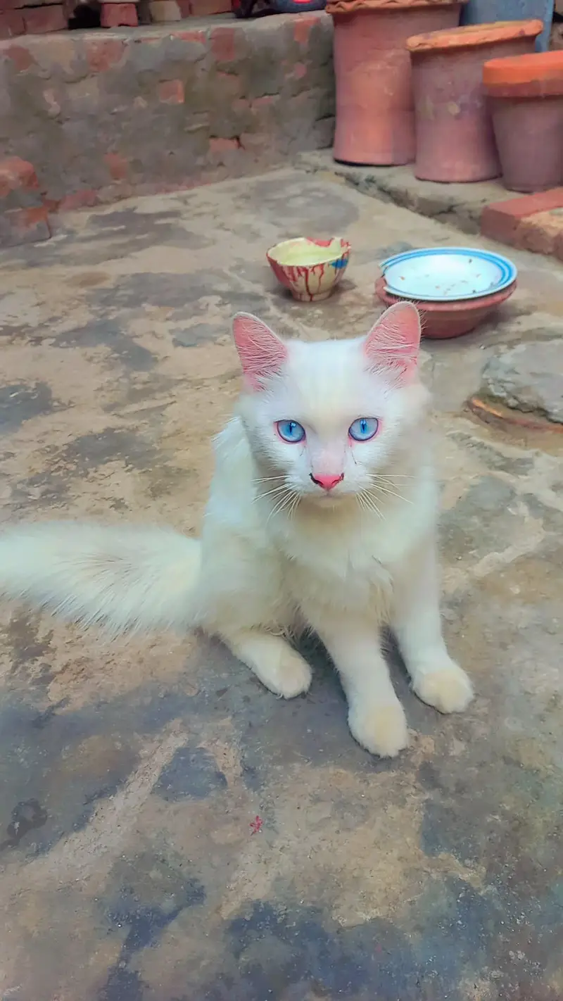 Triple Coated Doll face pure white Blue eyes male kitten — photo 5