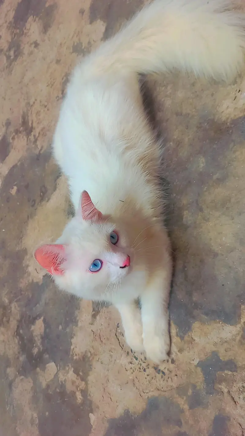 Triple Coated Doll face pure white Blue eyes male kitten — photo 6
