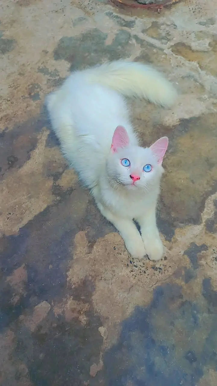 Triple Coated Doll face pure white Blue eyes male kitten — photo 7