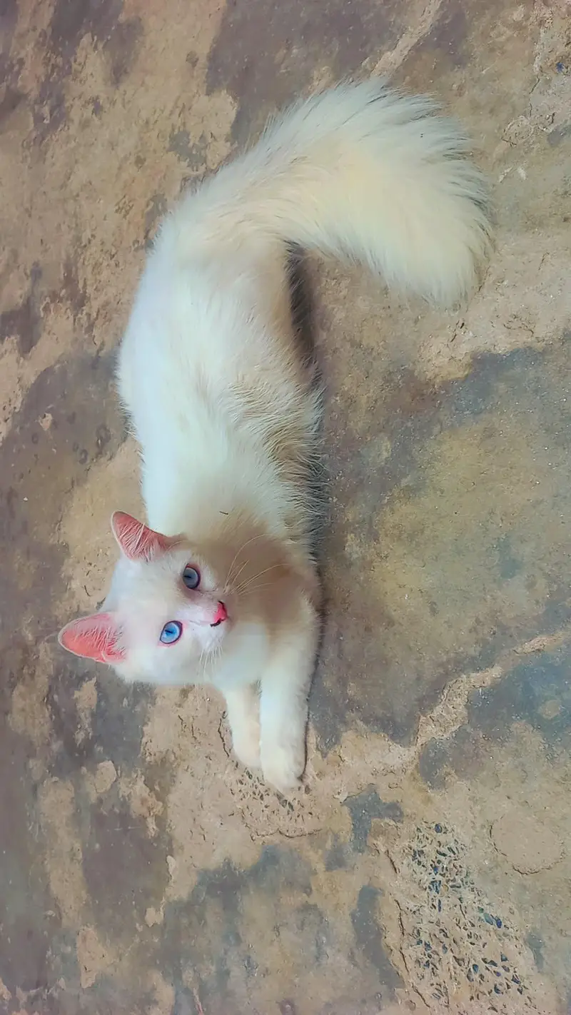 Triple Coated Doll face pure white Blue eyes male kitten — photo 8