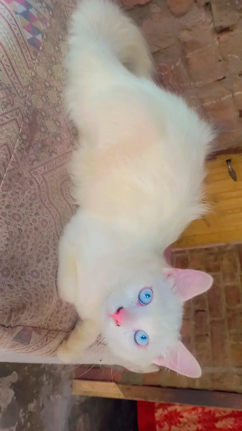 Triple Coated Doll face pure white Blue eyes male kitten — photo 9