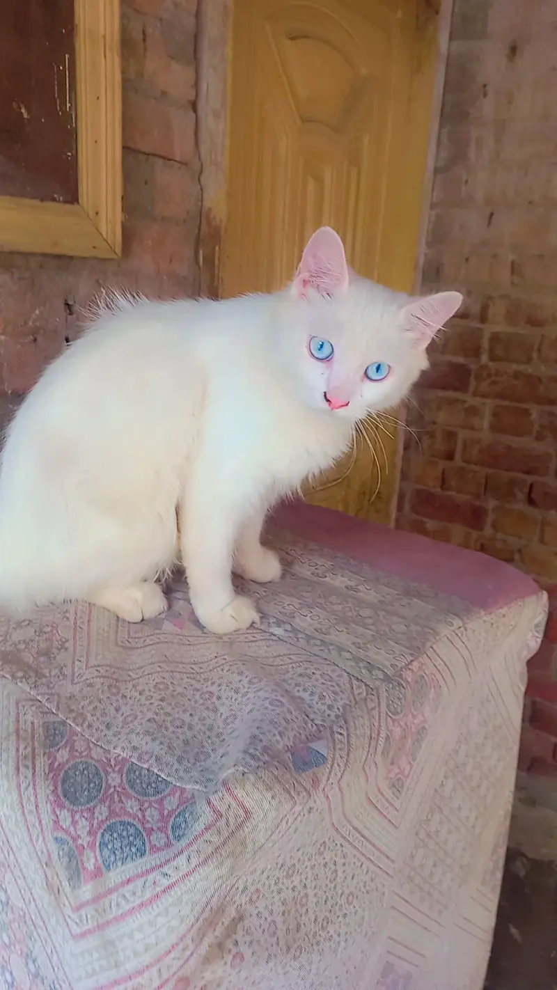 Triple Coated Doll face pure white Blue eyes male kitten — photo 12