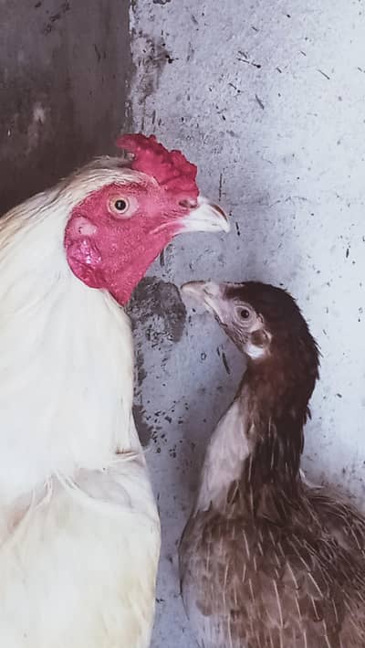 aseel pair