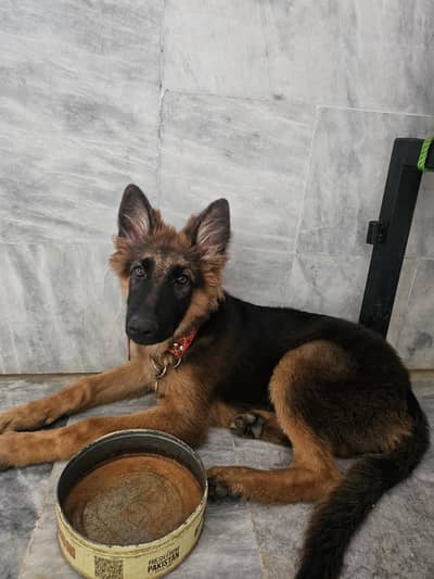 German Shepherd original long coat.