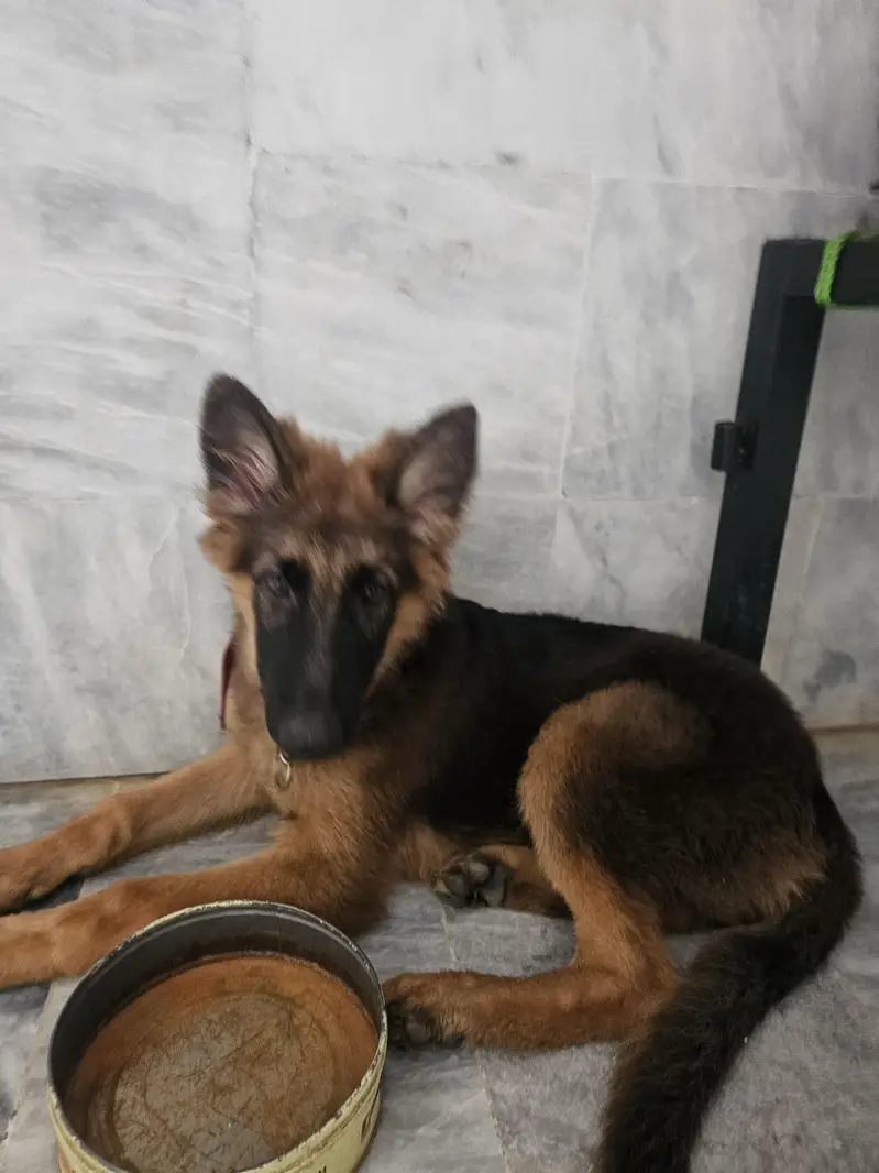 German Shepherd original long coat. — photo 2