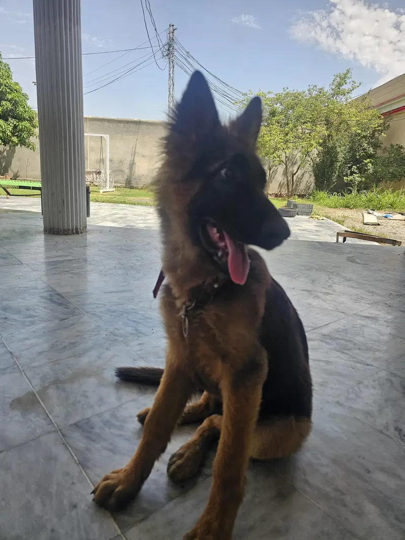 German Shepherd original long coat. — photo 3