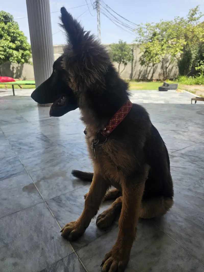 German Shepherd original long coat. — photo 4