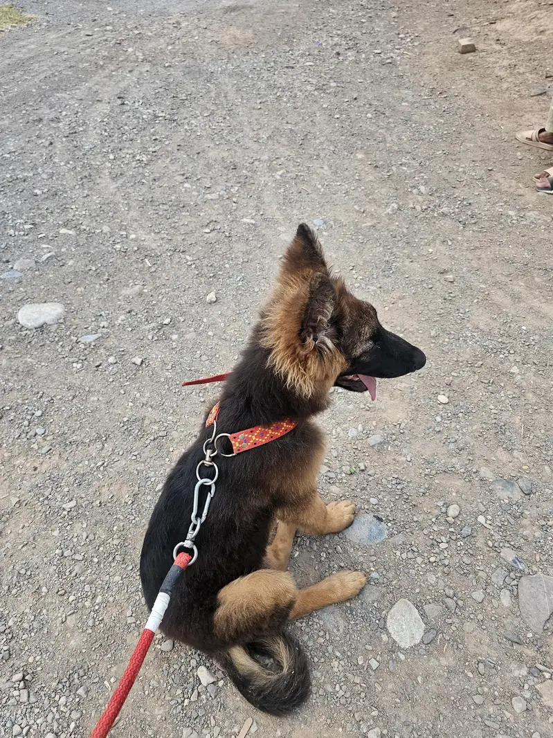 German Shepherd original long coat. — photo 5