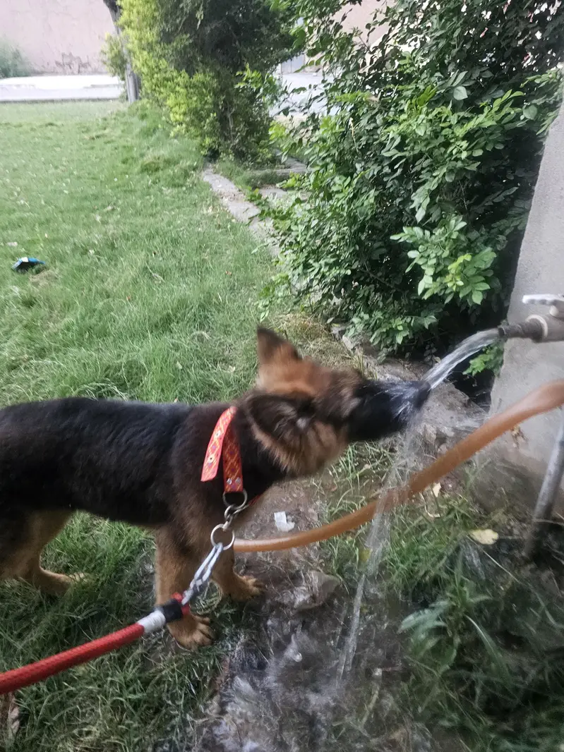 German Shepherd original long coat. — photo 6