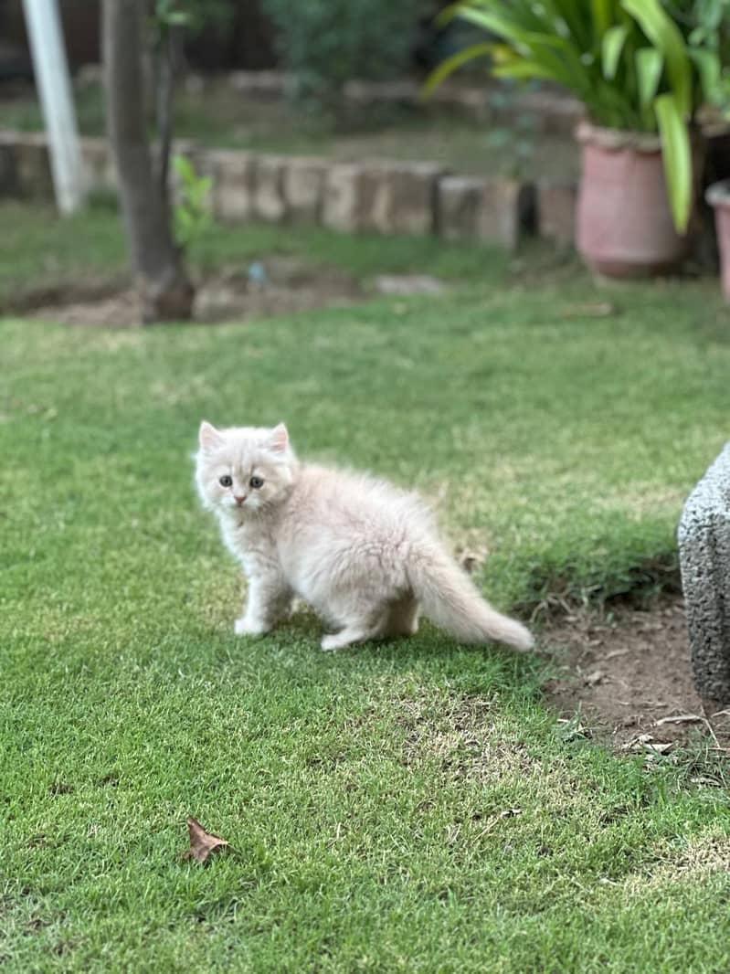Lovely  Persian 2