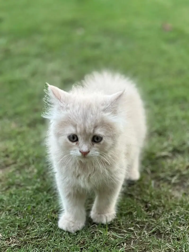 Lovely  Persian — photo 4