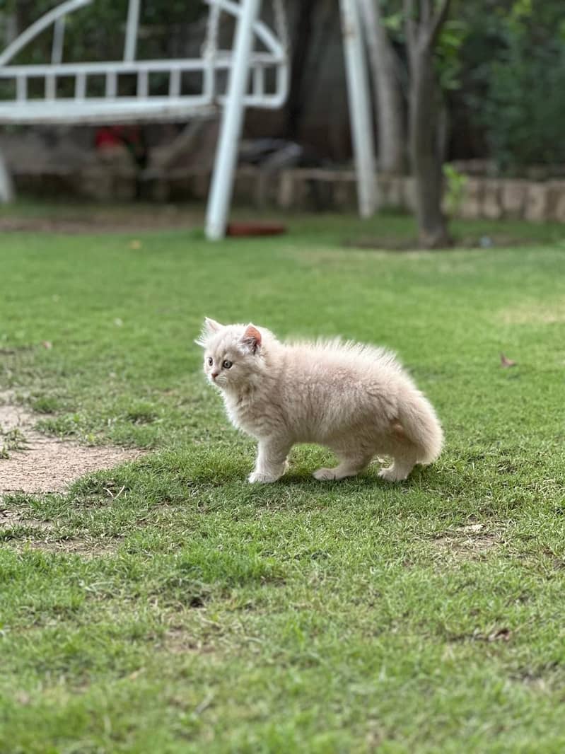 Lovely  Persian 4
