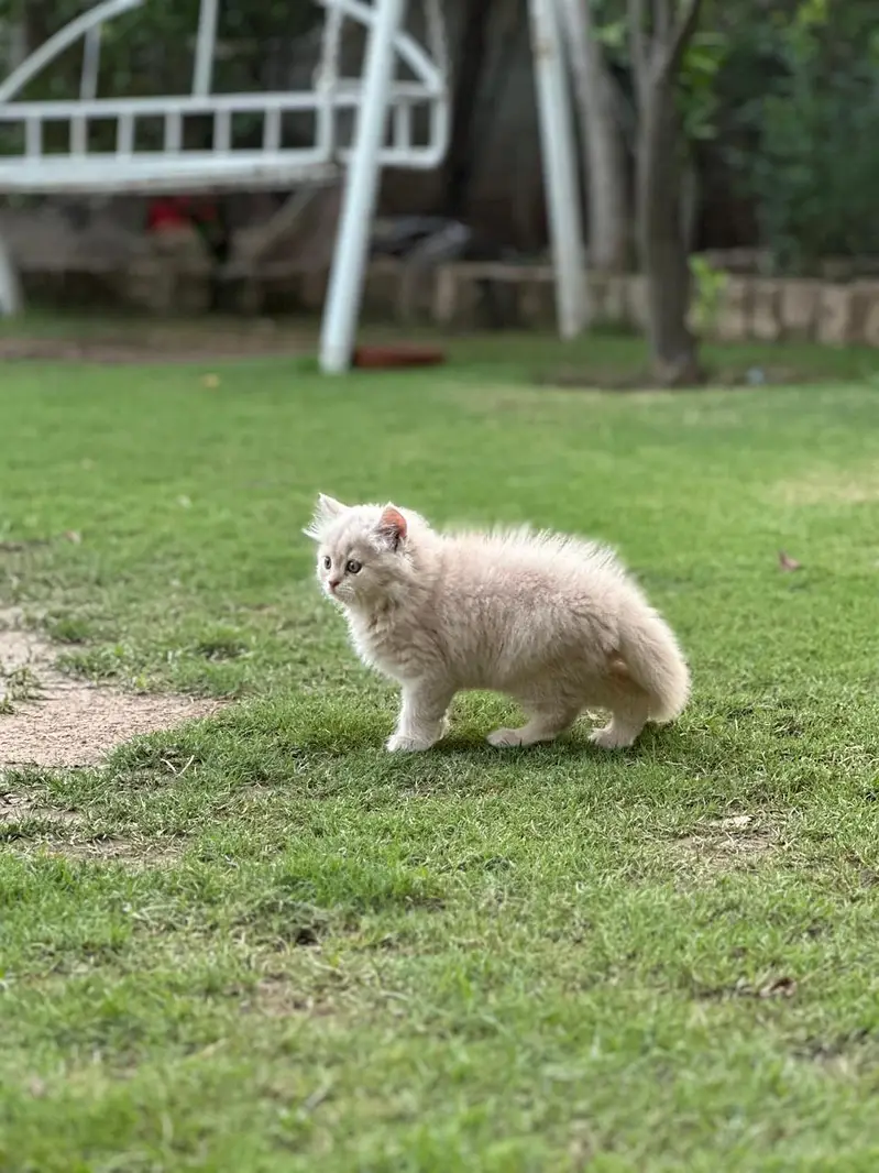 Lovely  Persian — photo 5