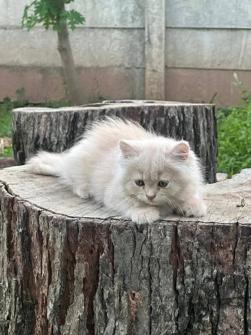 Lovely  Persian 5