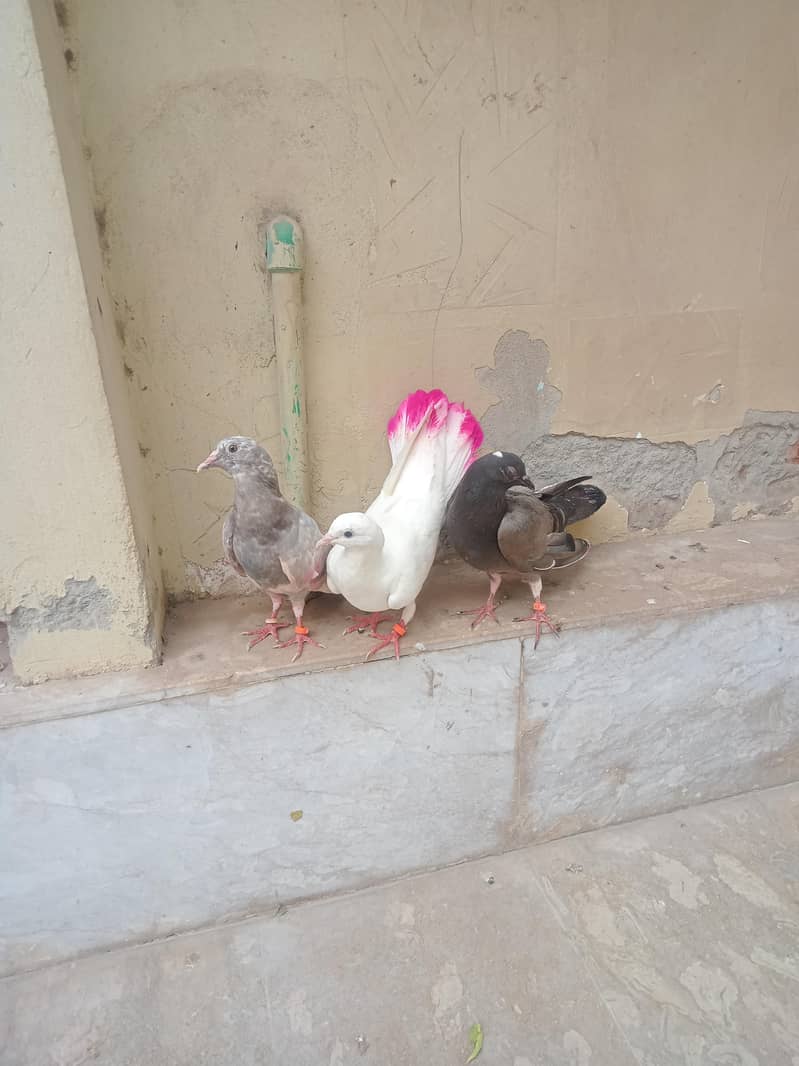 3 pigeons in 2000 0