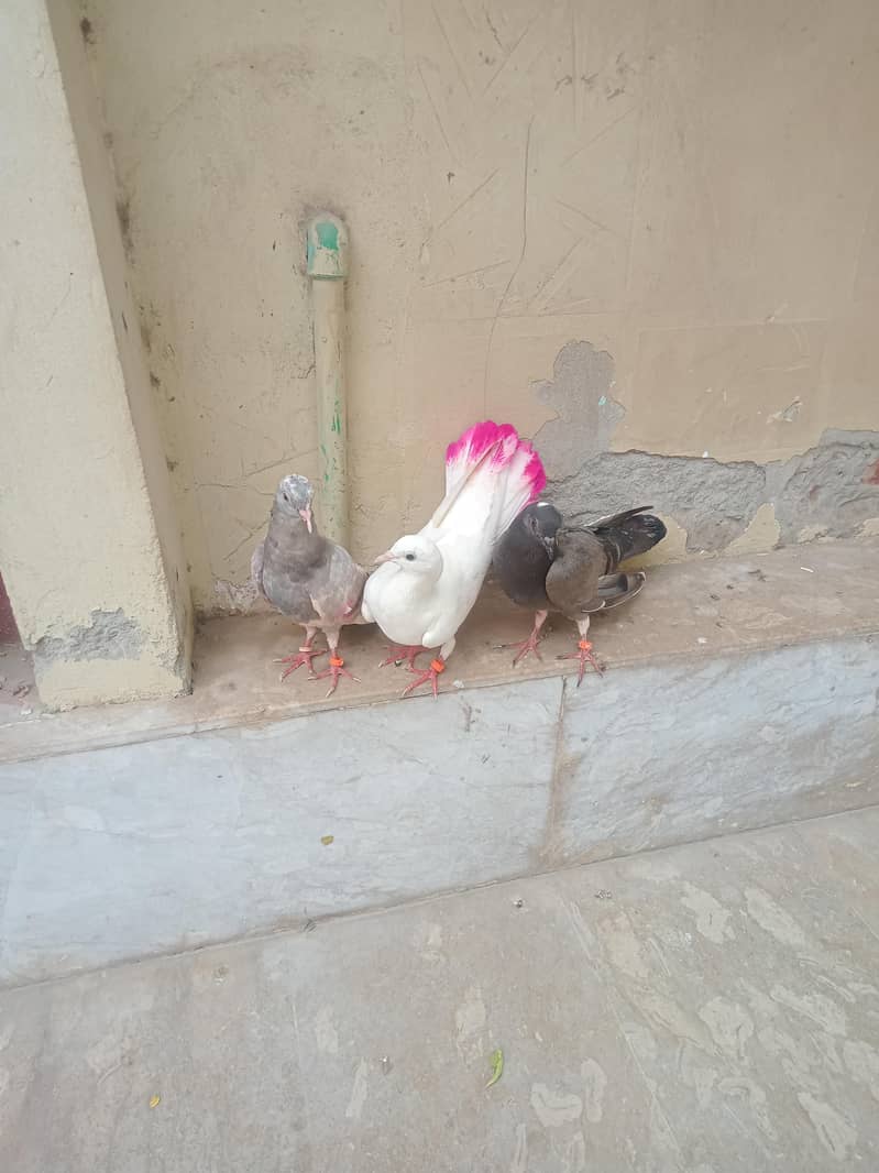 3 pigeons in 2000 1
