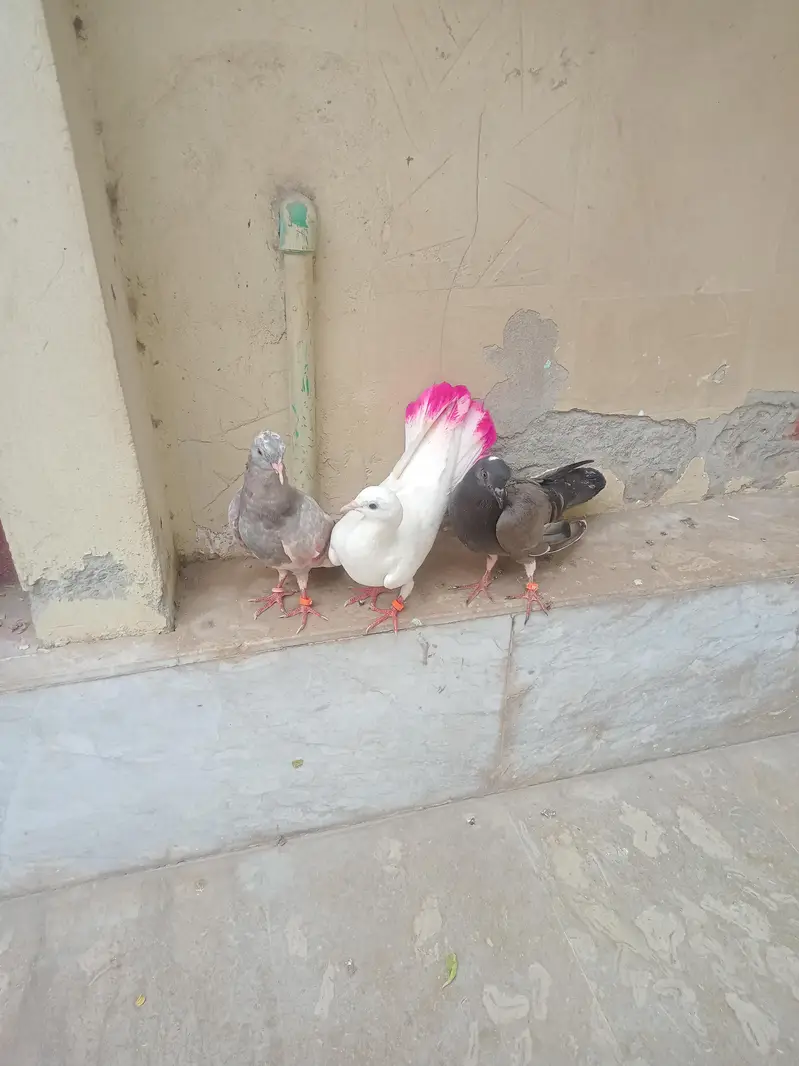 3 pigeons in 2000 — photo 2
