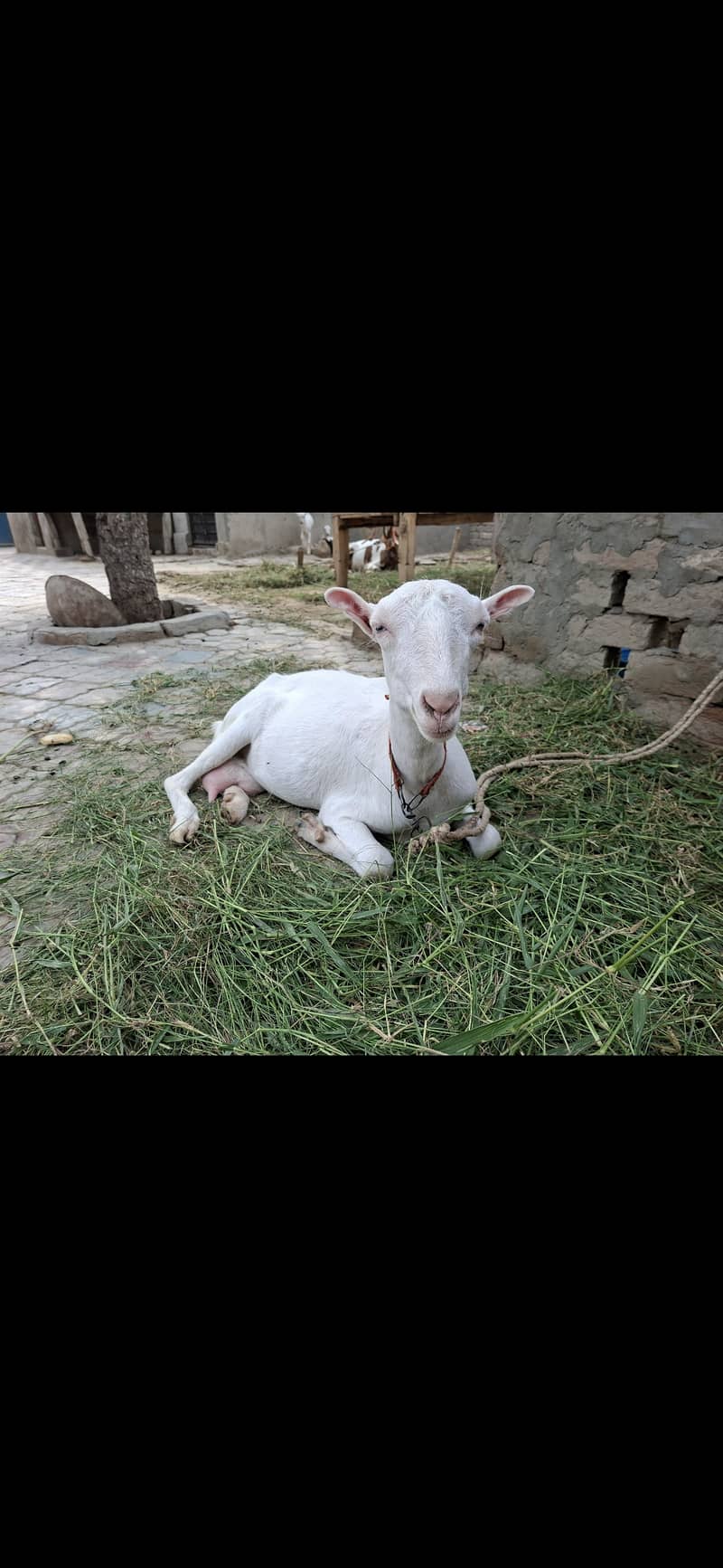 Tedi white 0