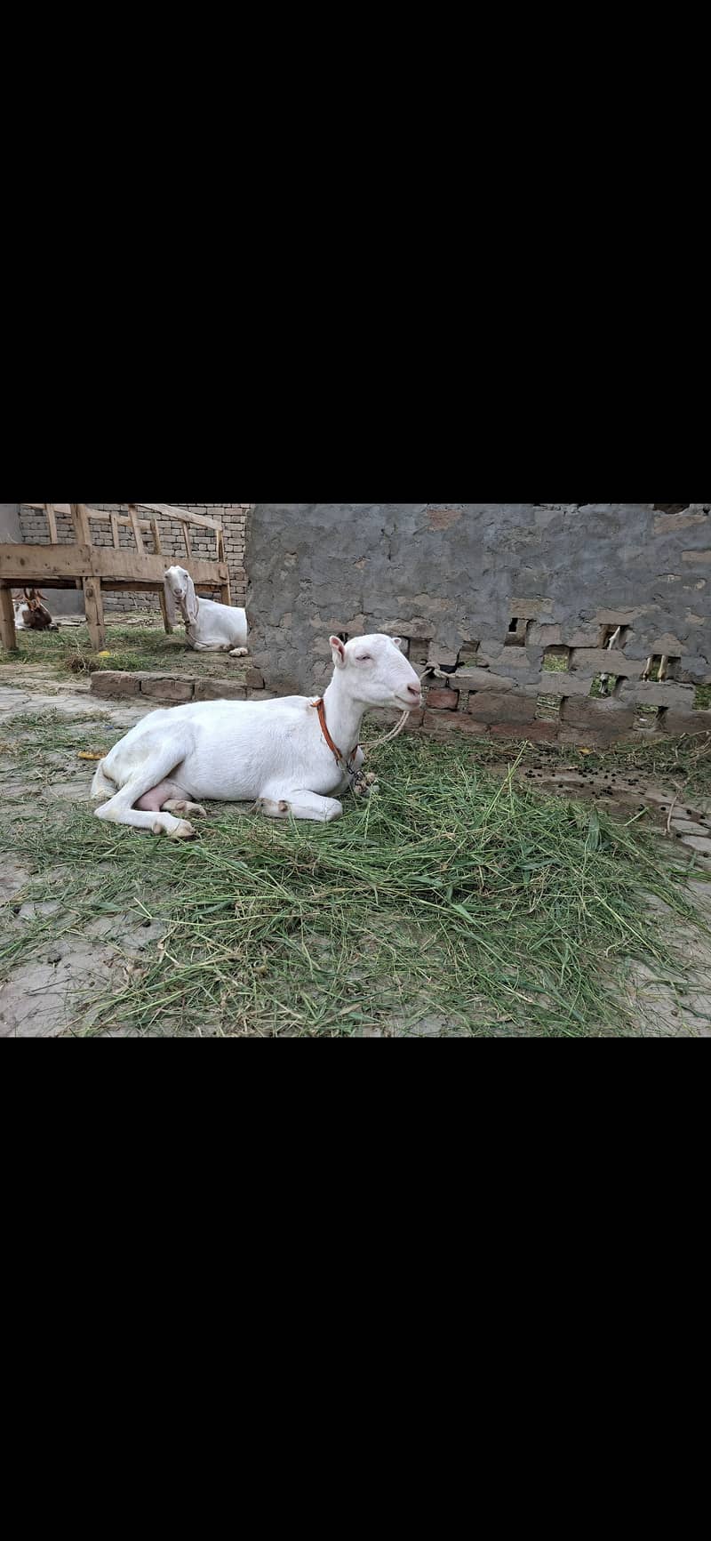 Tedi white 1