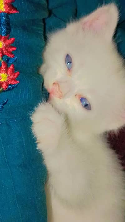 Triple coated kitten blue eye vaccined