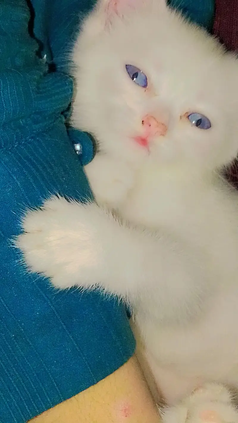 Triple coated kitten blue eye vaccined — photo 3
