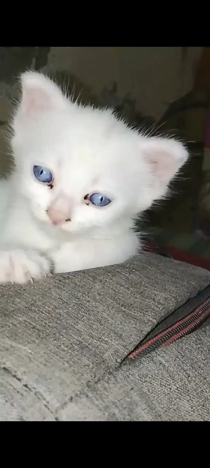 Triple coated kitten blue eye vaccined — photo 4