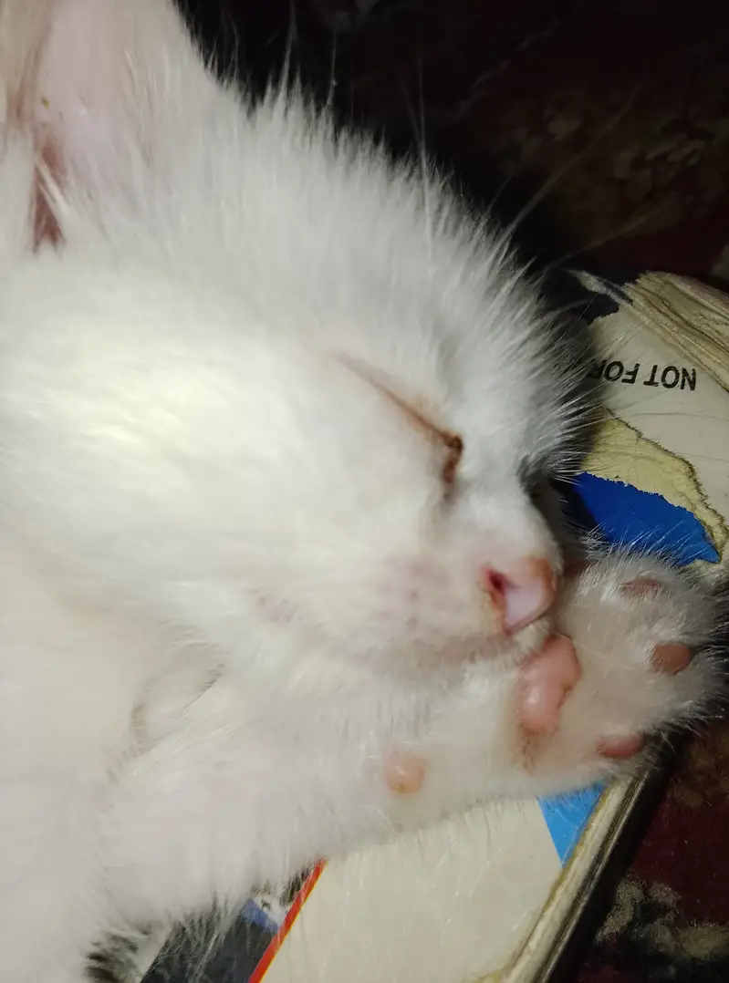 Triple coated kitten blue eye vaccined — photo 5