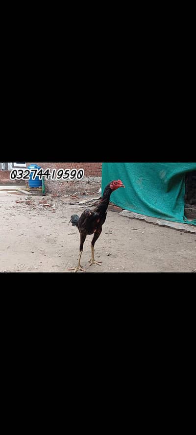 Thai pakoya male