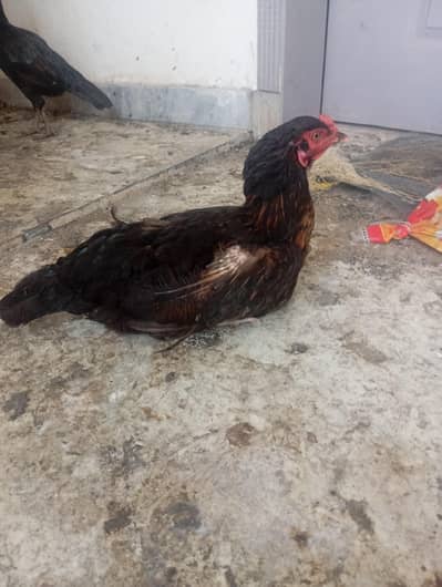 aseel madi for sale