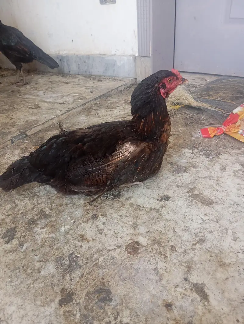 aseel madi for sale — photo 2