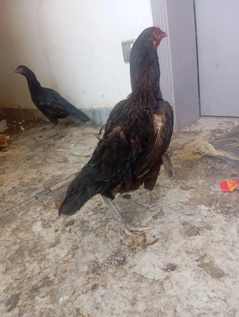 aseel madi for sale — photo 3