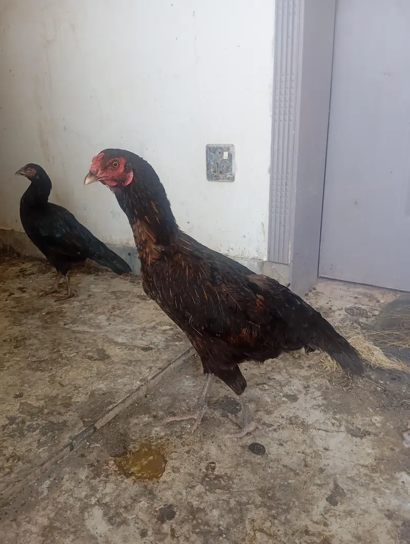 aseel madi for sale — photo 4