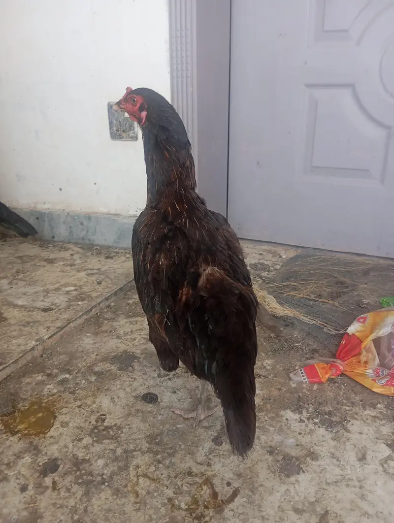 aseel madi for sale — photo 5