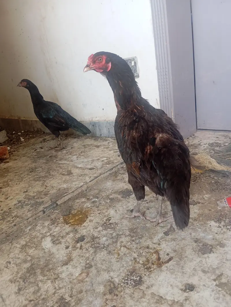 aseel madi for sale — photo 6
