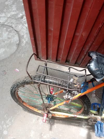 cikal