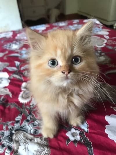 persian kittens