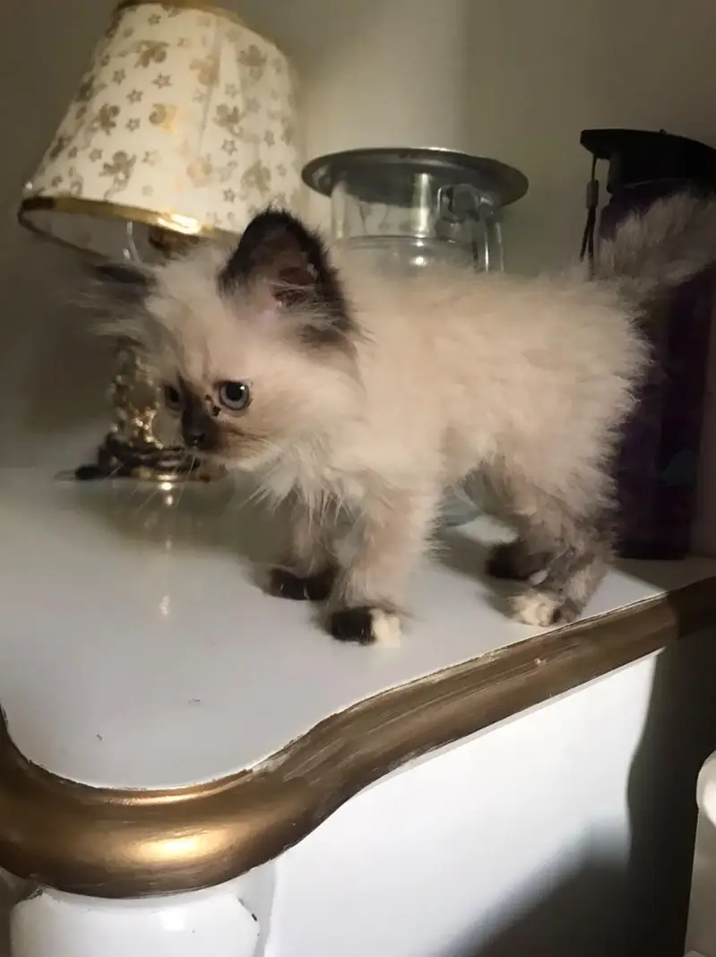 persian kittens — photo 2