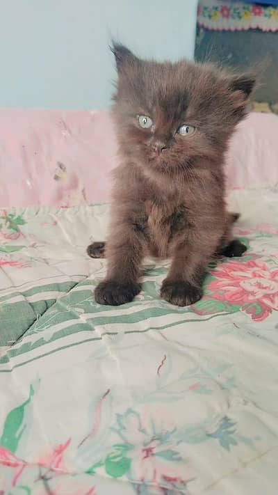 Triple Coated Persian Kittens