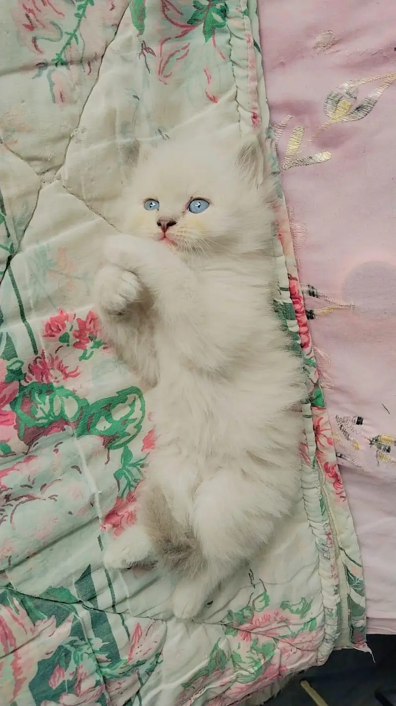 Triple Coated Persian Kittens — photo 2