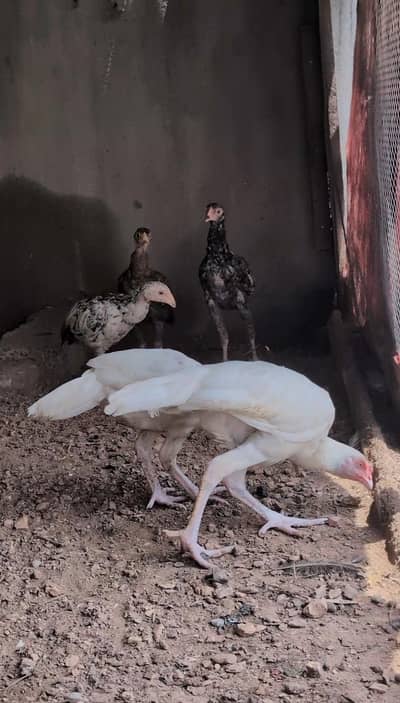 Paper white Heera pair available for sell Whatsapp: 03159640025
