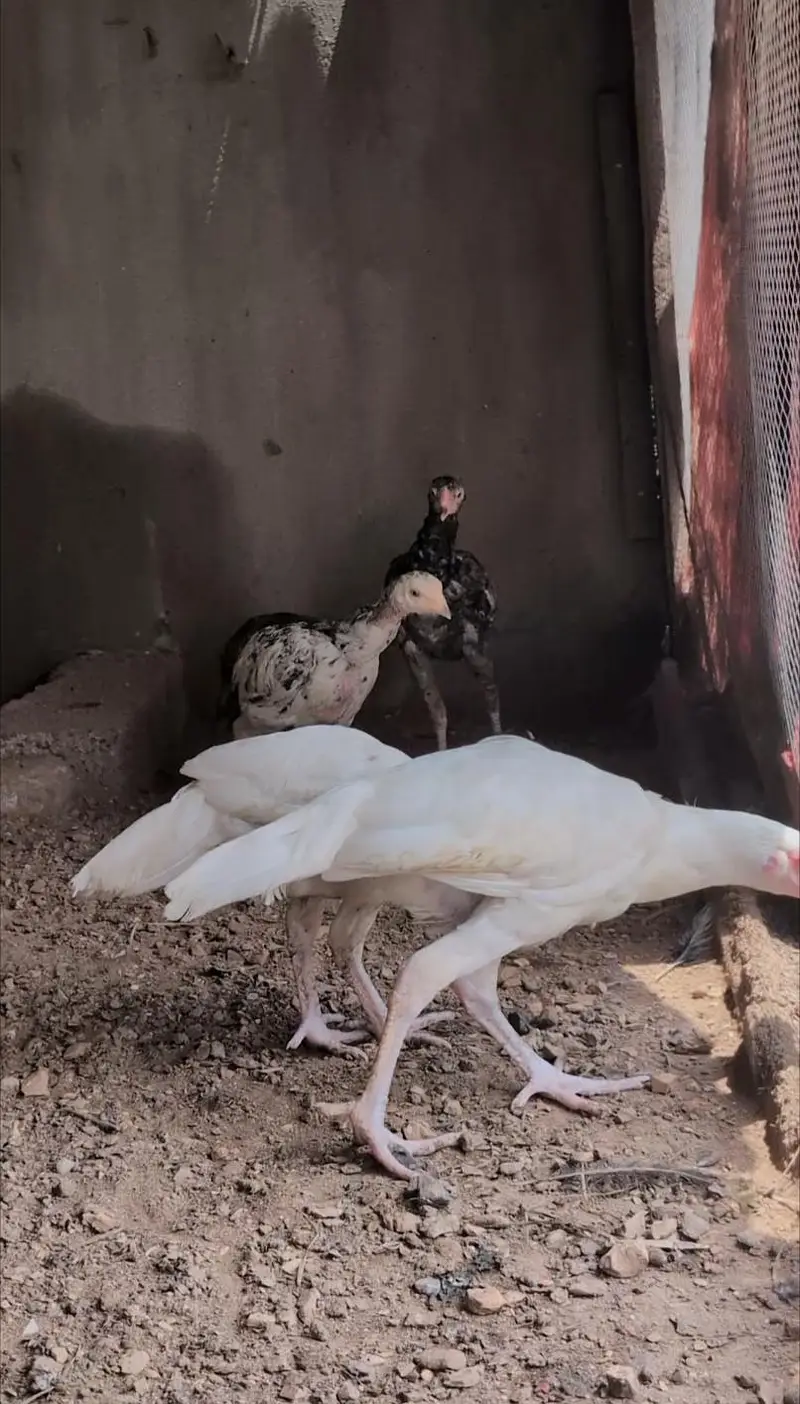 Paper white Heera pair available for sell Whatsapp: 03159640025 — photo 2