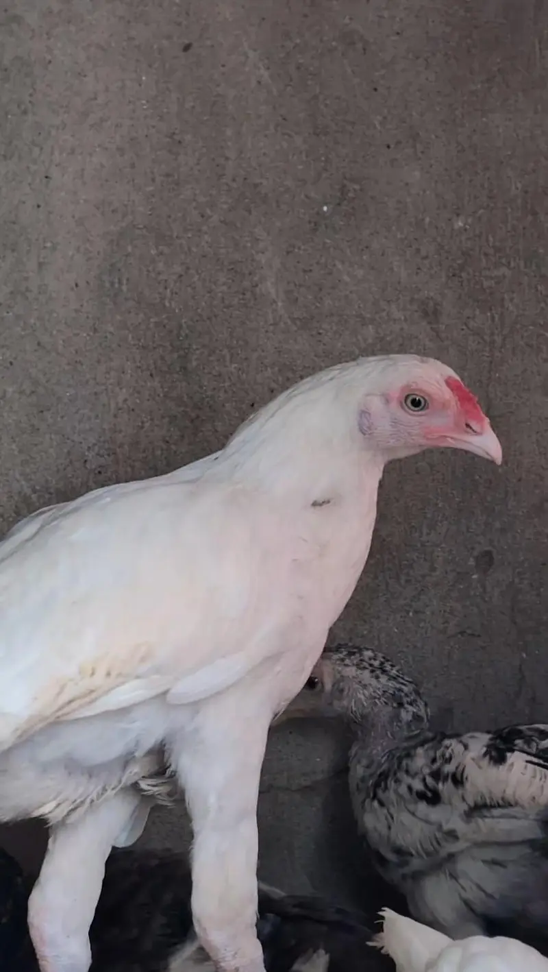 Paper white Heera pair available for sell Whatsapp: 03159640025 — photo 3