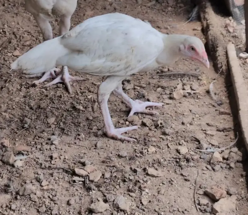 Paper white Heera pair available for sell Whatsapp: 03159640025 — photo 4