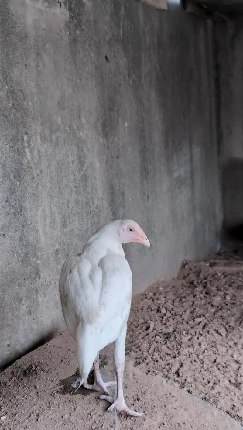 Paper white Heera pair available for sell Whatsapp: 03159640025 — photo 5