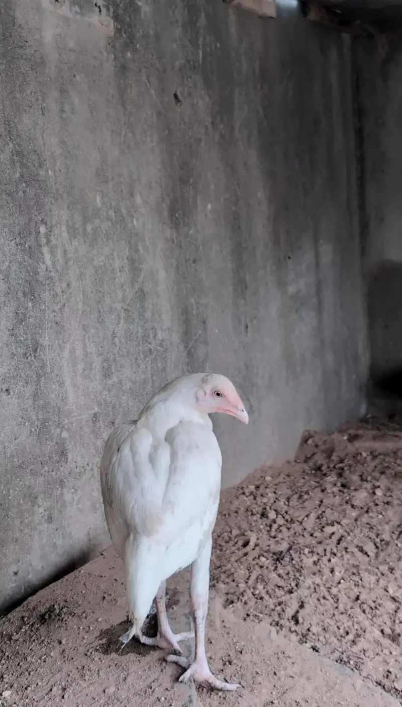Paper white Heera pair available for sell Whatsapp: 03159640025 — photo 6
