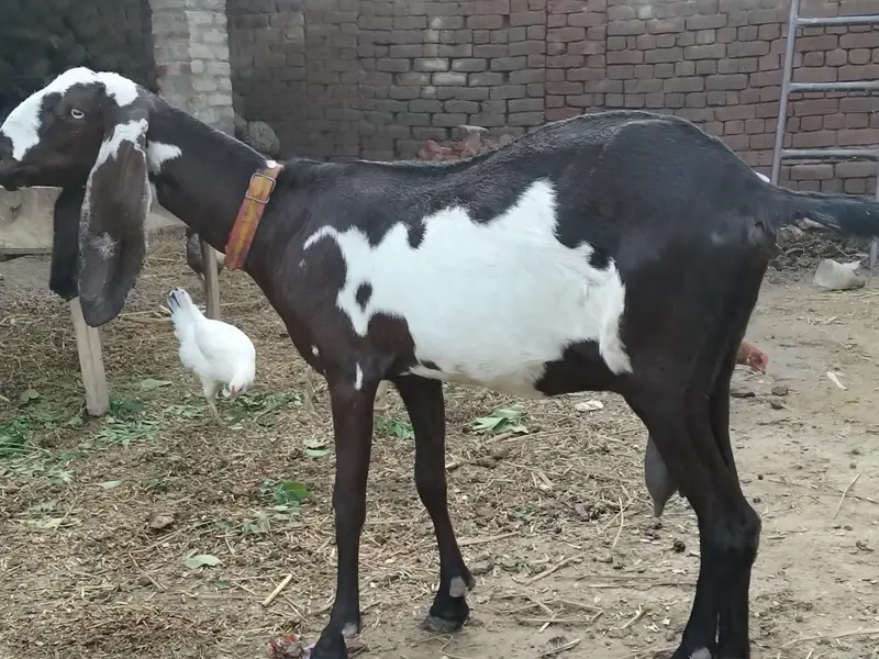 contact number 03027575114 — photo 2