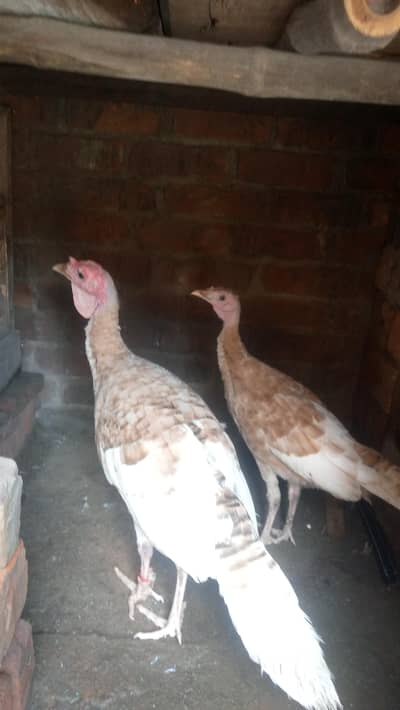 Brown Turkey Pair available