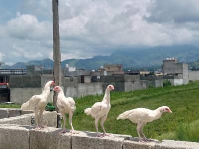Heera aseel chiks