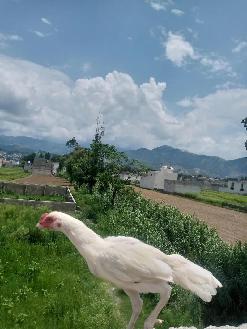 Heera aseel chiks — photo 2