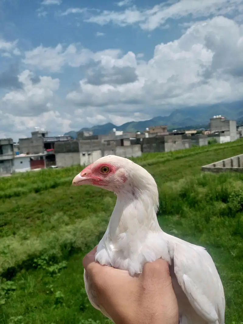 Heera aseel chiks — photo 4